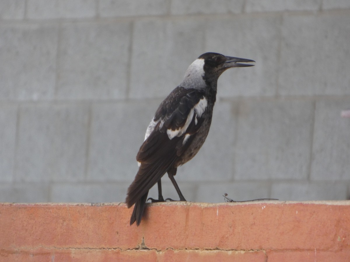 Сорочиця велика [група tibicen] - ML644278662