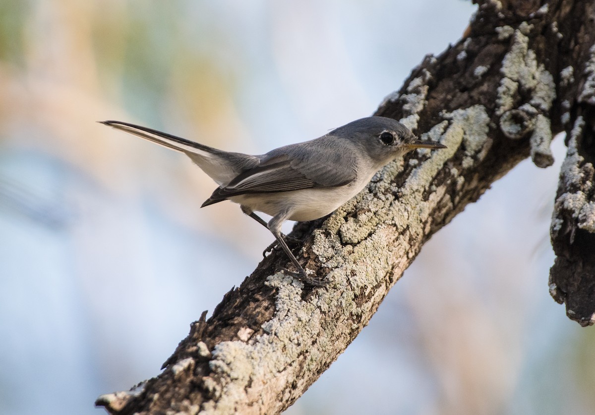 Голубая комароловка - ML644278664