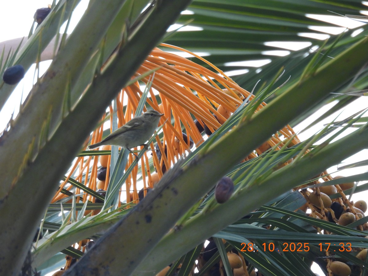 Pouillot à grands sourcils - ML644278668