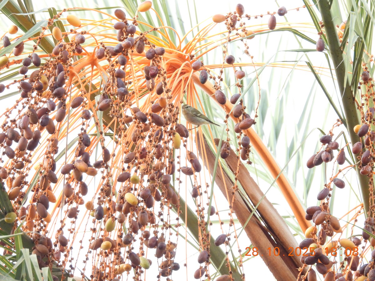 Pouillot à grands sourcils - ML644278674