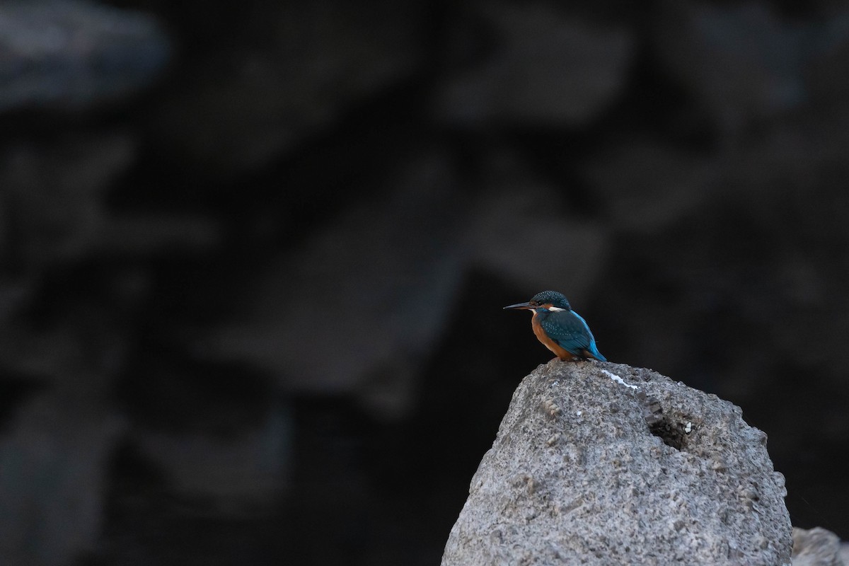 Common Kingfisher - ML644278679