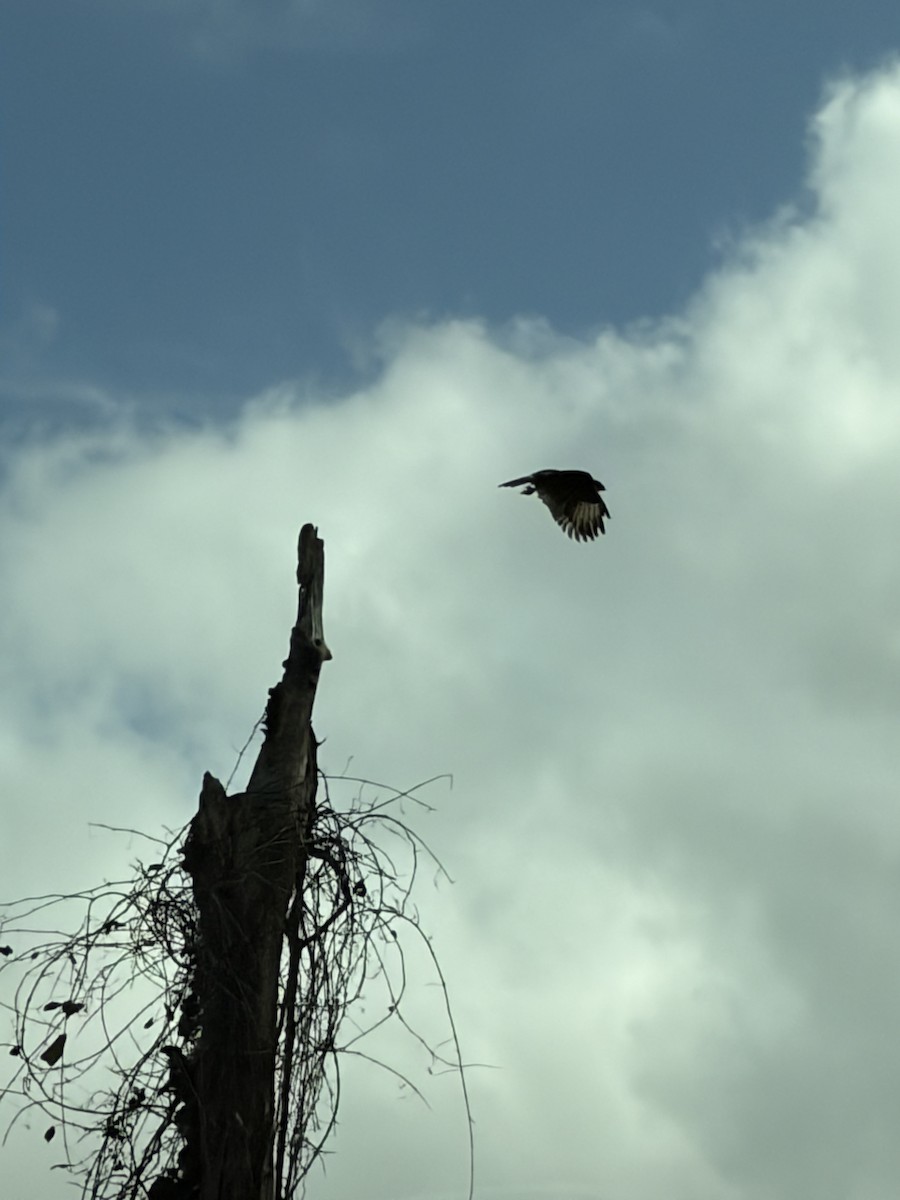 Laughing Falcon - ML644278693