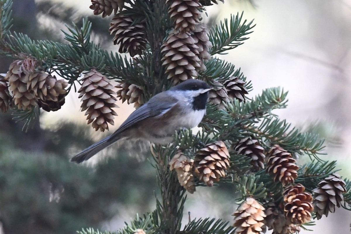 Mésange à tête brune - ML644278696