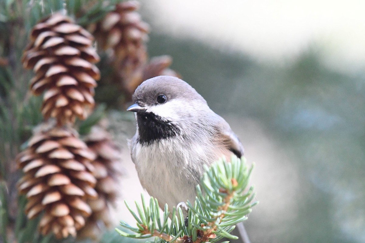 Mésange à tête brune - ML644278697