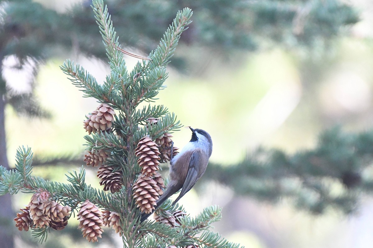 Mésange à tête brune - ML644278698