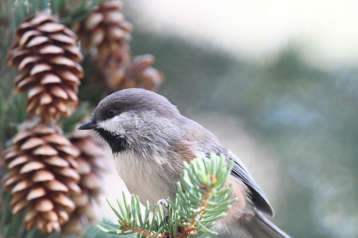 Mésange à tête brune - ML644278699