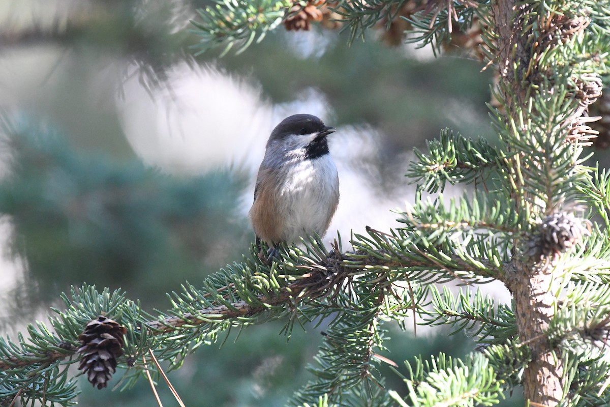 Mésange à tête brune - ML644278700