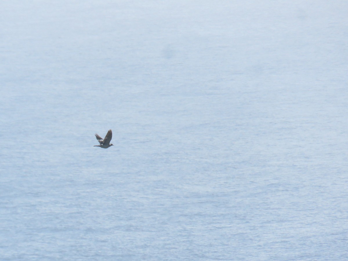 Tahtalı - ML644278701