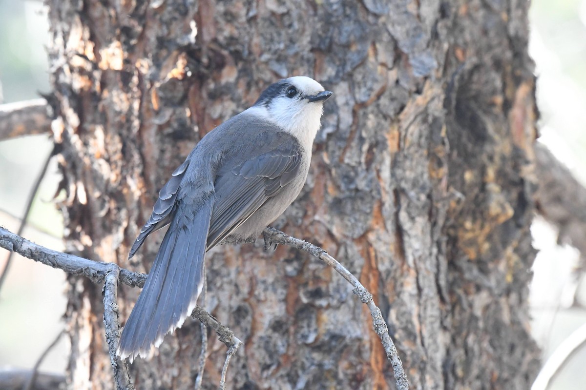 Mésangeai du Canada - ML644278703
