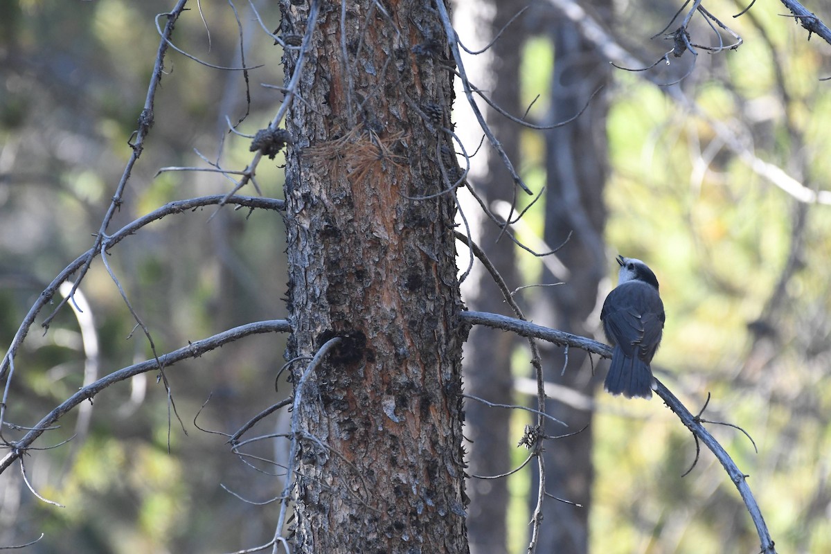 Mésangeai du Canada - ML644278704