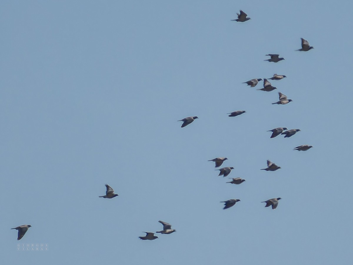 skogdue - ML644278705