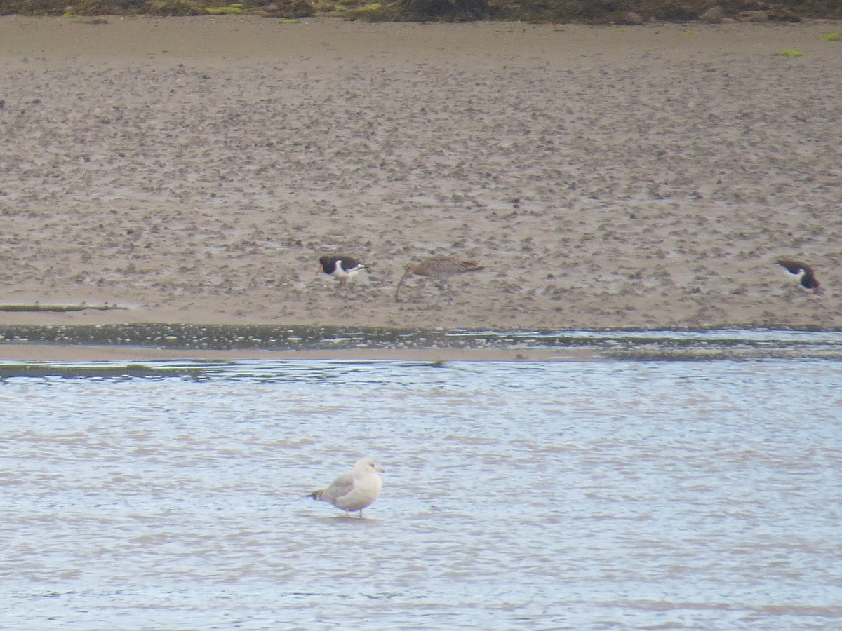 Морин тутгалжин - ML644278709