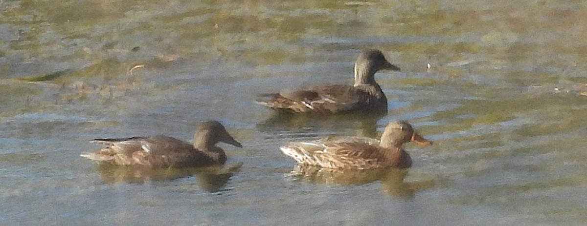 Gadwall - ML644278716