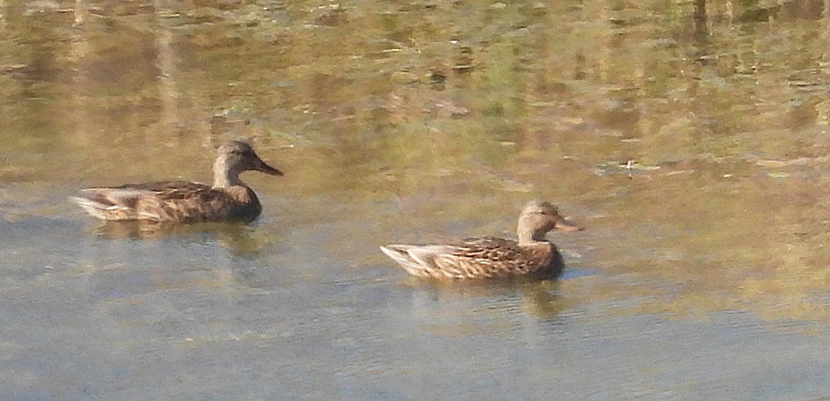 Gadwall - ML644278717