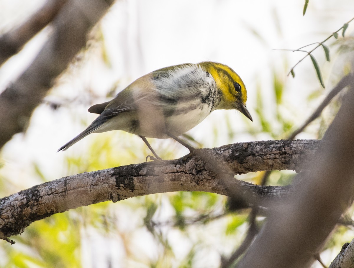 Зелёная древесница - ML644278720
