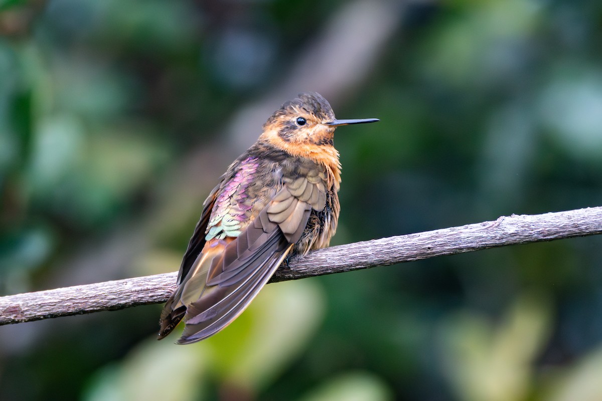 Shining Sunbeam - ML644278721