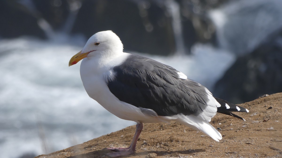 アメリカオオセグロカモメ - ML644278730