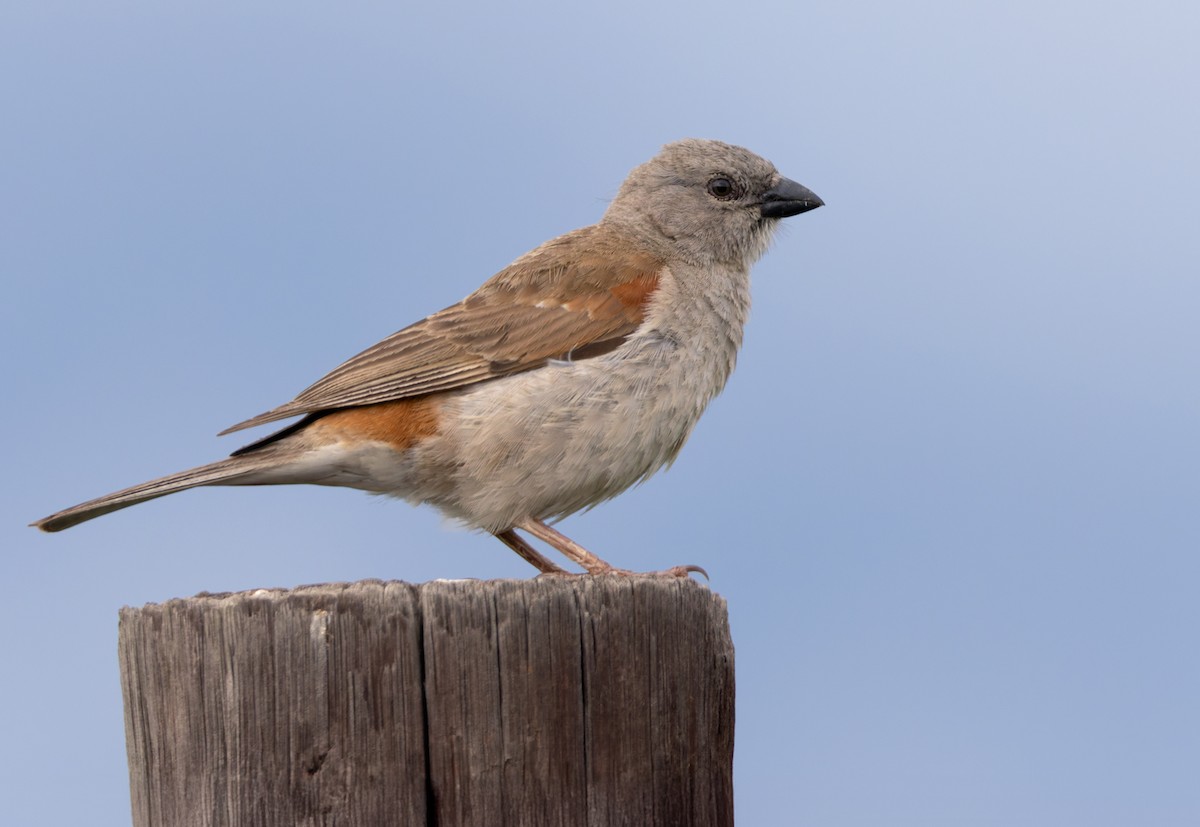 Горобець блідий - ML644278738