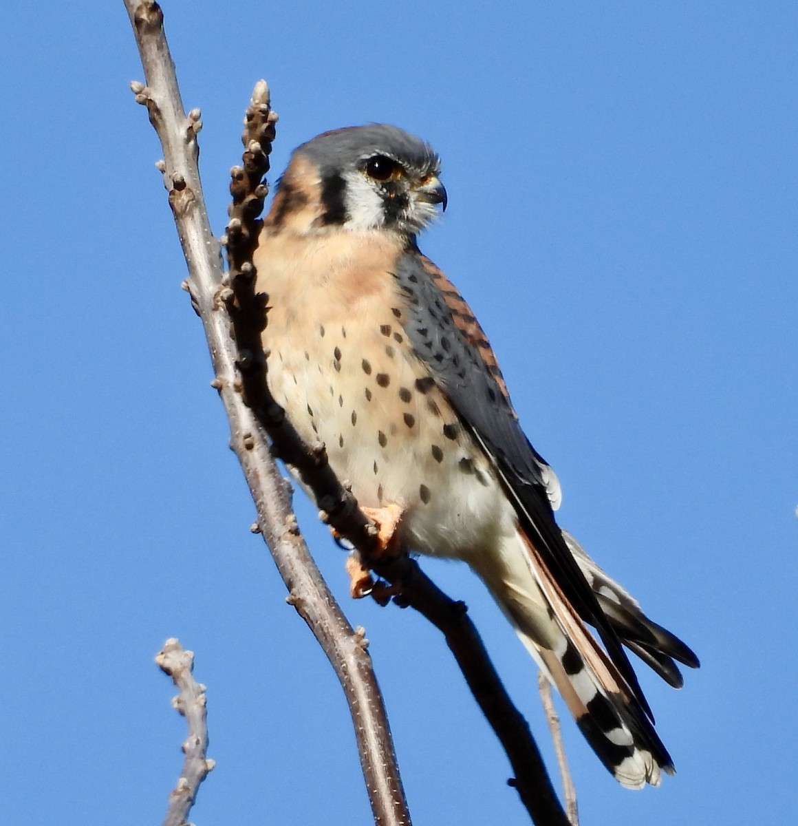 American Kestrel - ML644278747