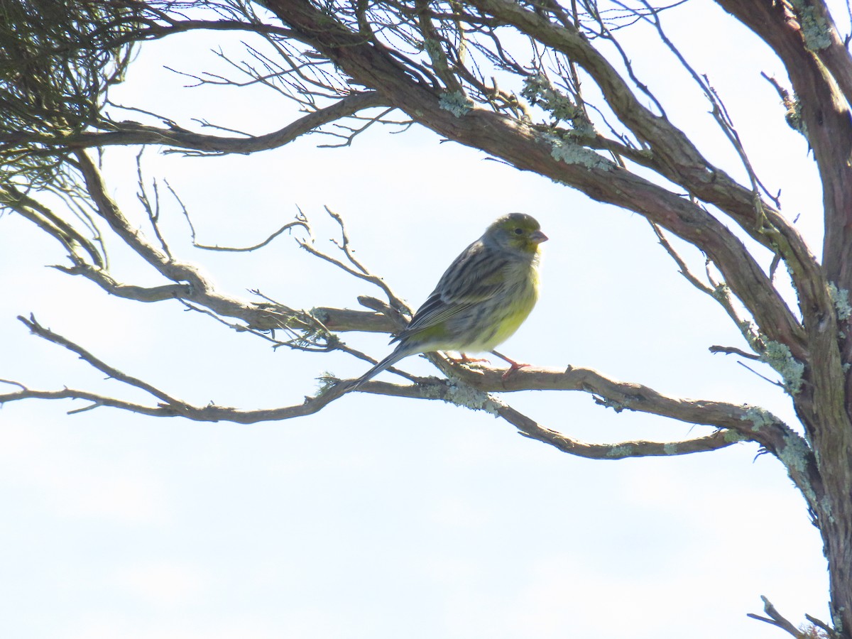 Serin des Canaries - ML644278753