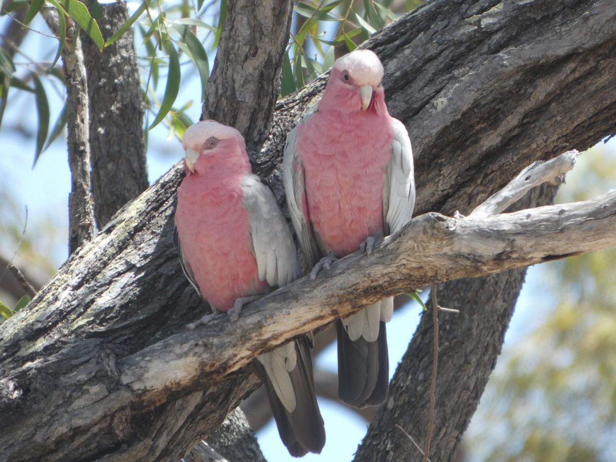 Какаду рожевий - ML644278755