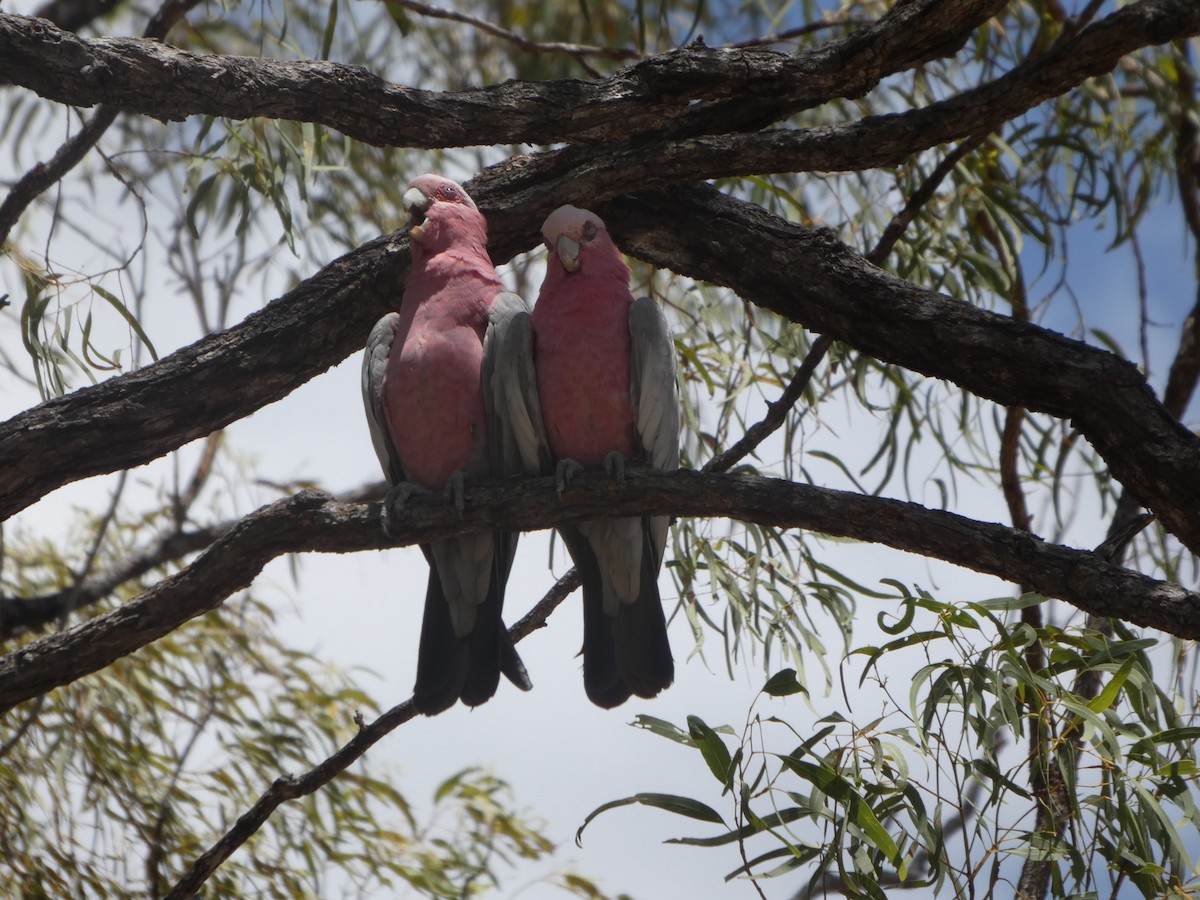Какаду рожевий - ML644278756