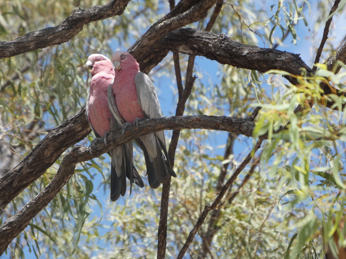Какаду рожевий - ML644278757