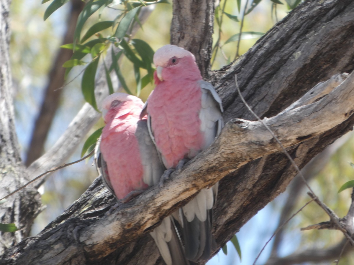Какаду рожевий - ML644278758
