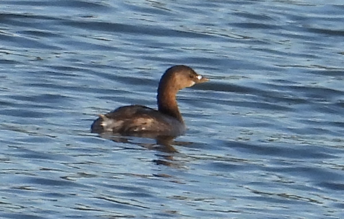 Pied-billed Grebe - Terry Bronson