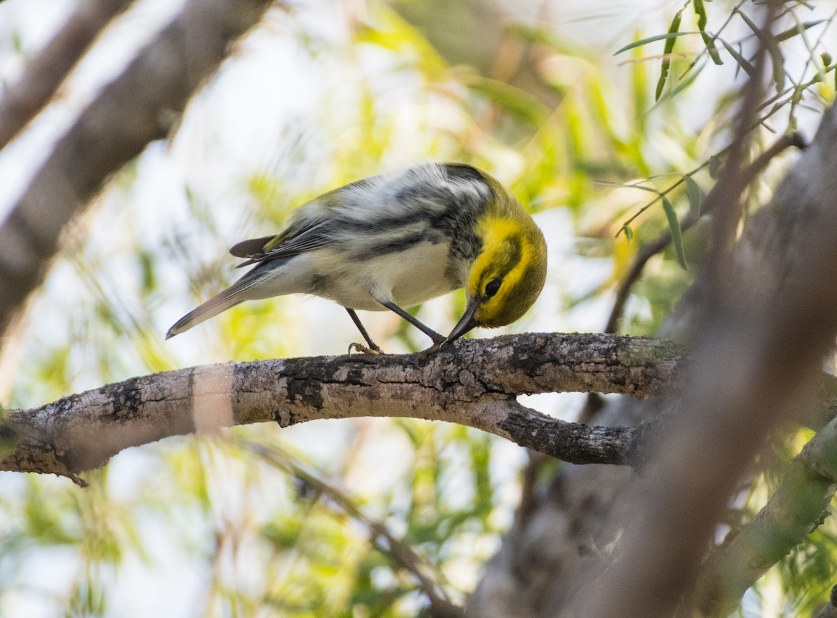 Зелёная древесница - ML644278767