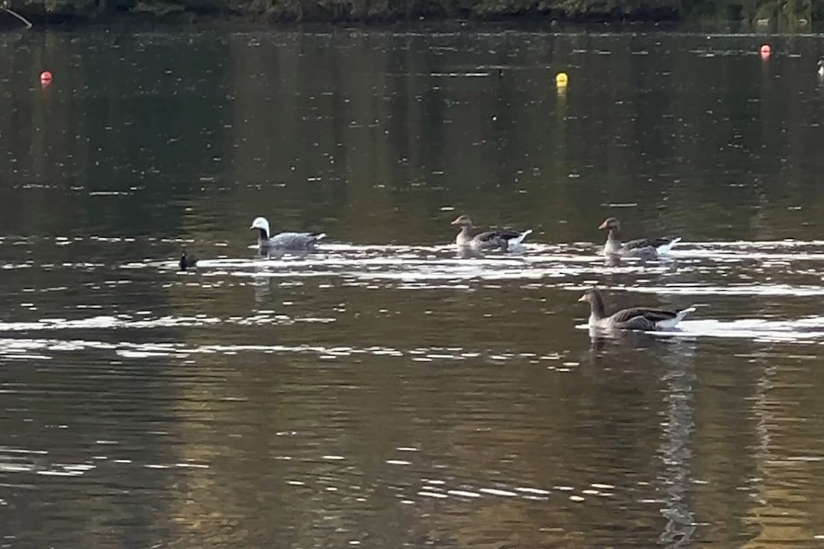 Emperor Goose - ML644278778