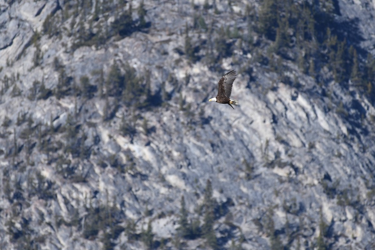 עיטם לבן-ראש - ML644278787