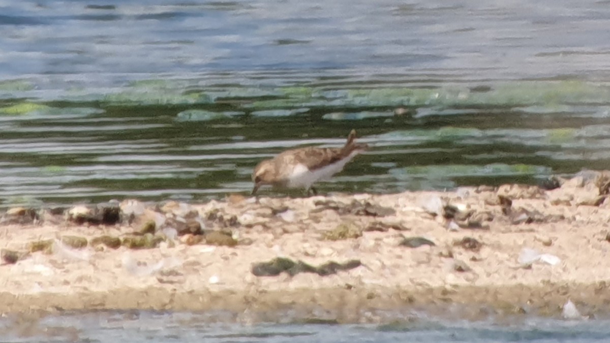 Bécasseau de Temminck - ML644278790