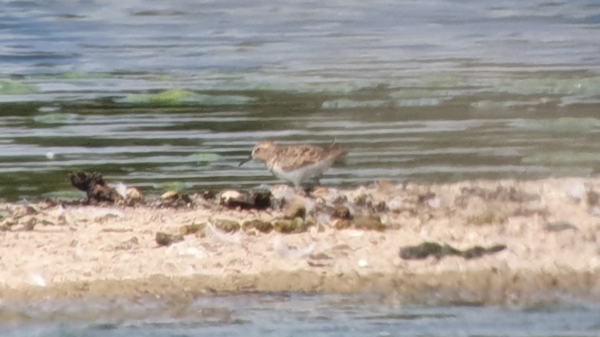 Bécasseau de Temminck - ML644278792