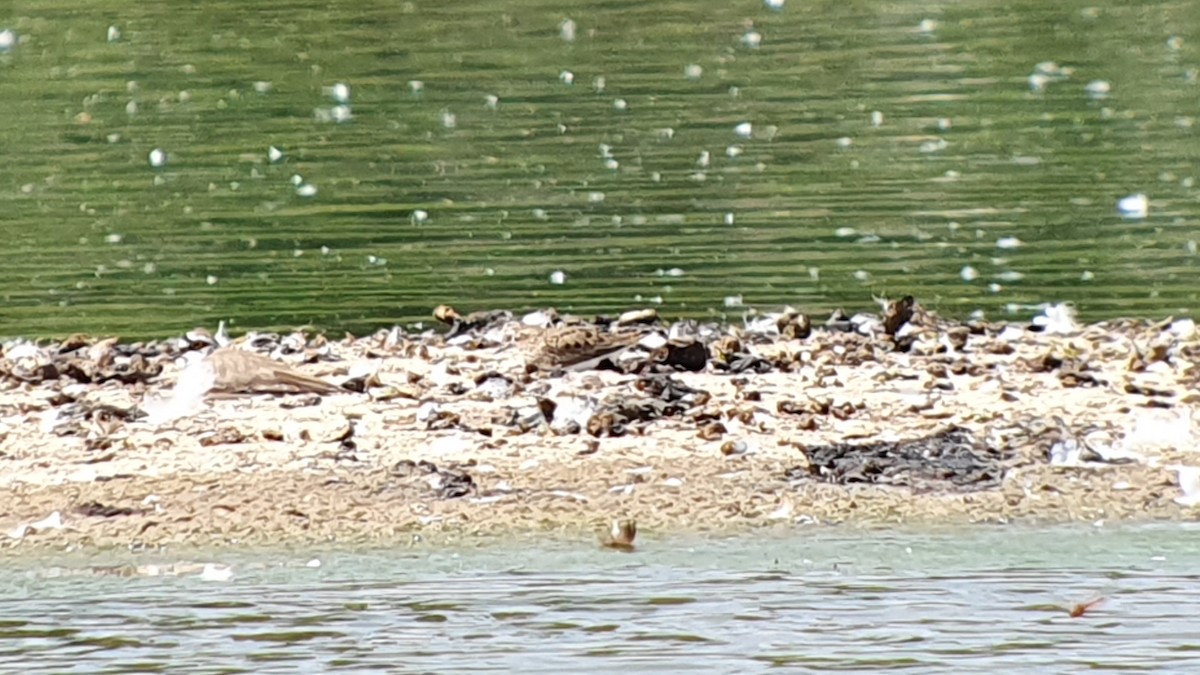 Bécasseau de Temminck - ML644278795