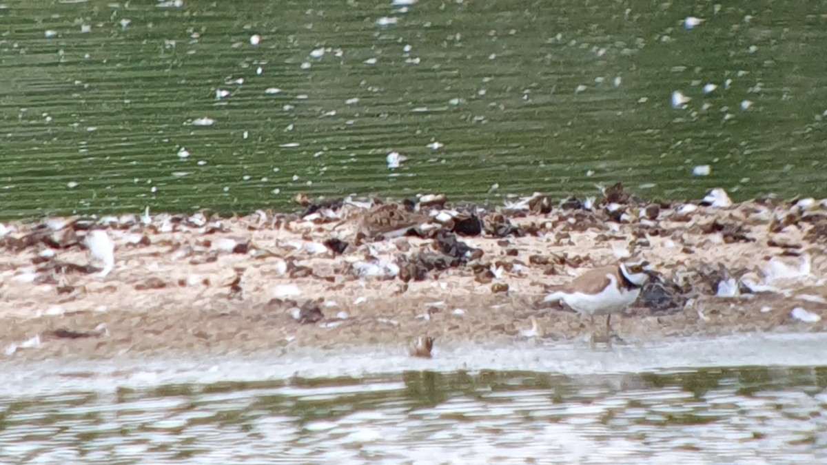 Bécasseau de Temminck - ML644278798