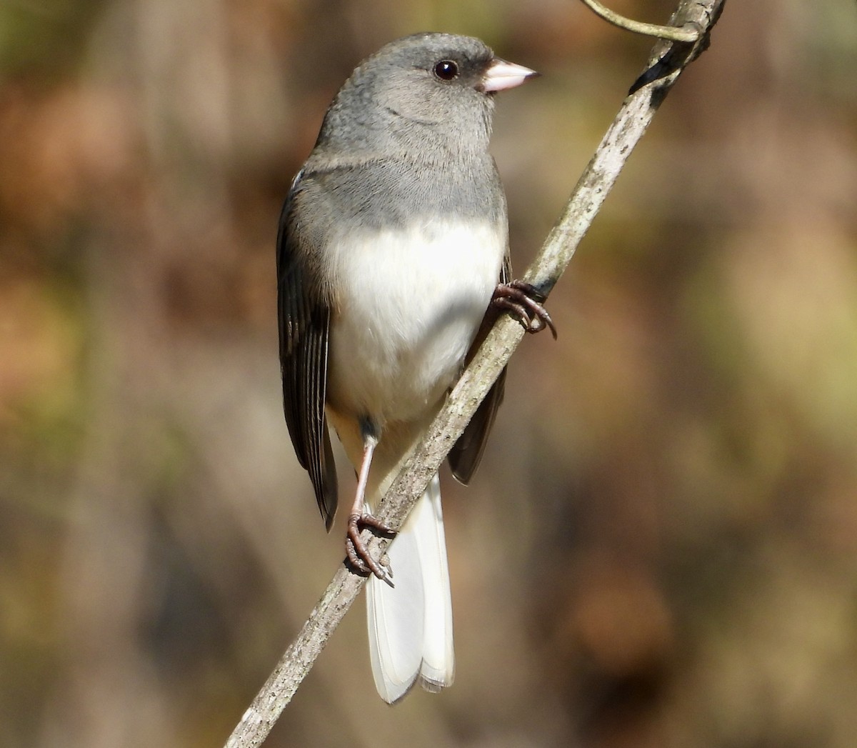 Dark-eyed Junco - ML644278799