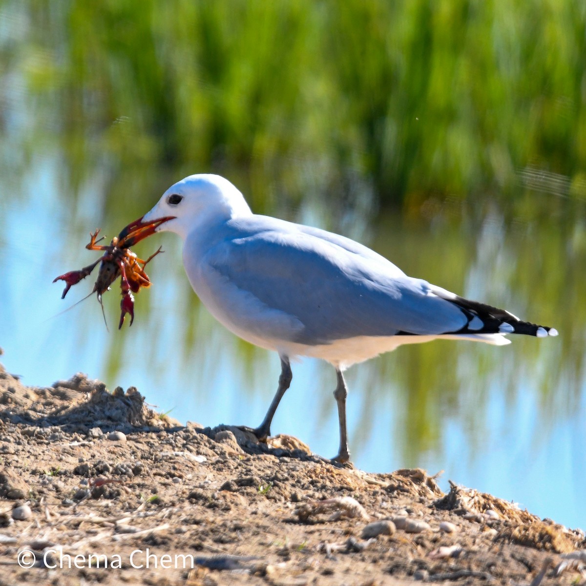 Audouin's Gull - ML644278808