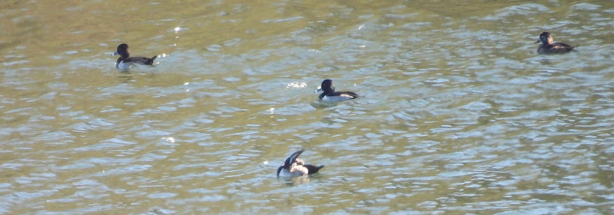 Ring-necked Duck - ML644278819