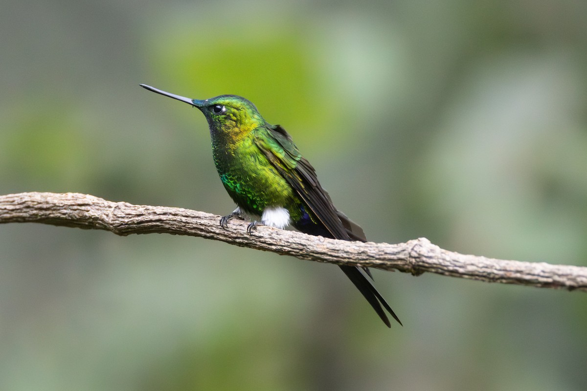 Sapphire-vented Puffleg - ML644278823
