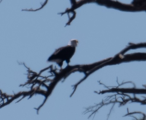 עיטם לבן-ראש - ML644278824