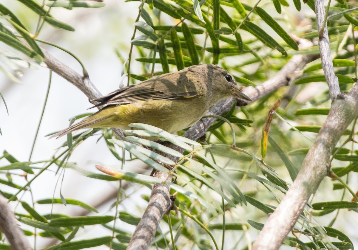 Рыжешапочная древесница - ML644278825