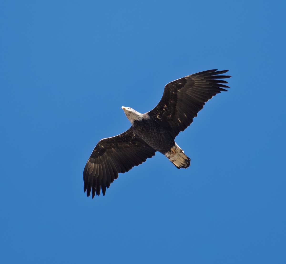 עיטם לבן-ראש - ML644278826