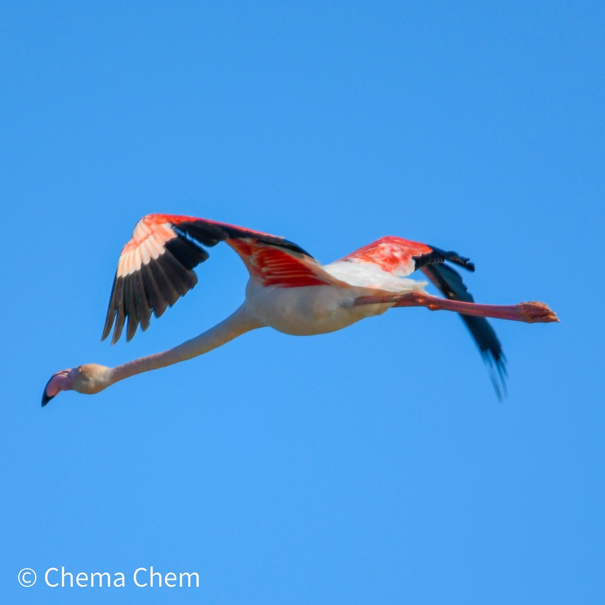 Greater Flamingo - ML644278830