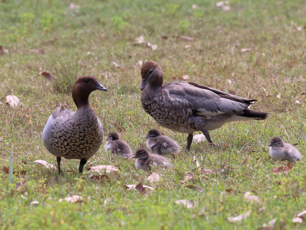 Maned Duck - ML644278832