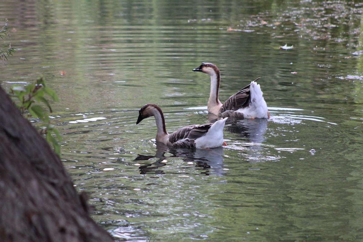 husa labutí - ML644278840