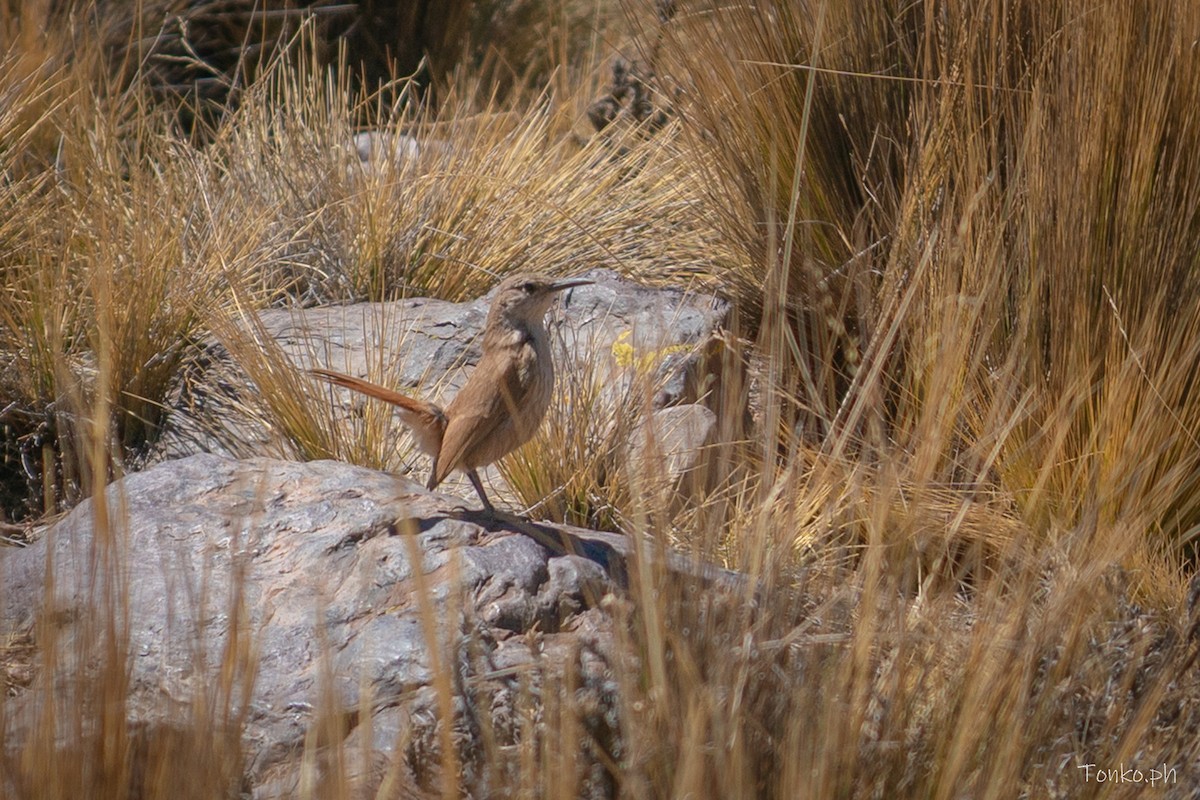 Düz Gagalı Madenci - ML644278845