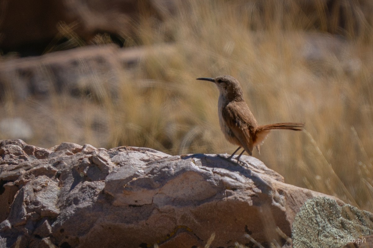 Düz Gagalı Madenci - ML644278846