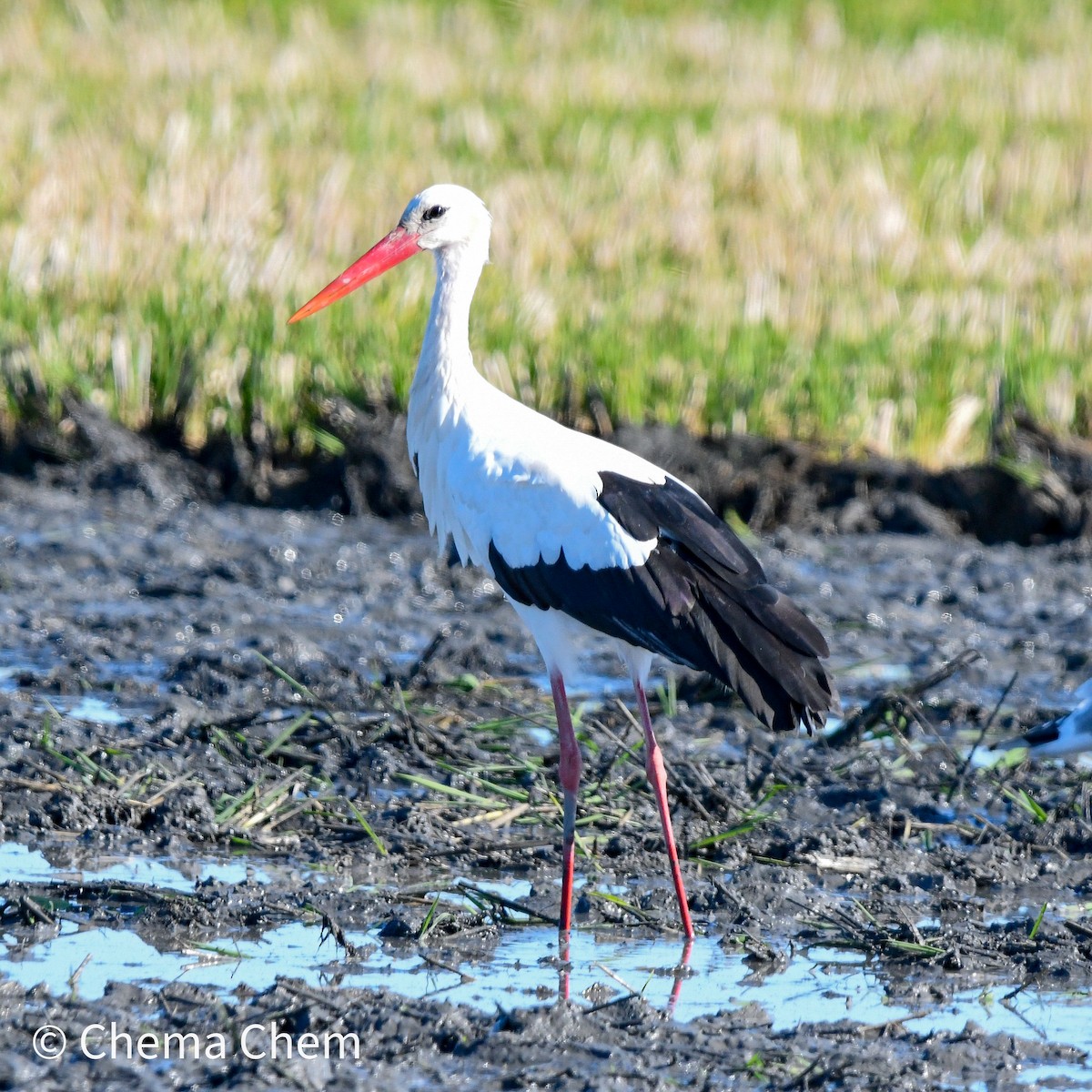 White Stork - ML644278850