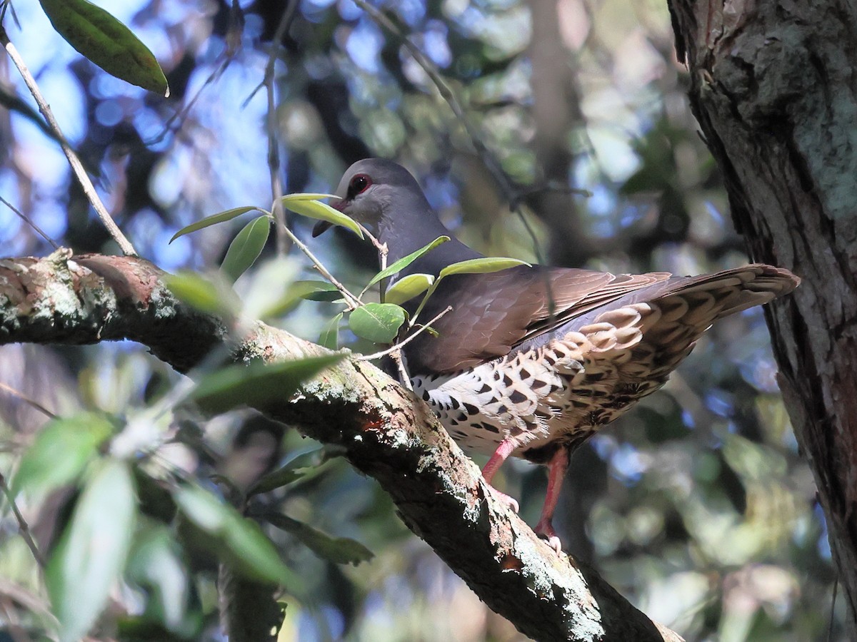 Вонга - ML644278866